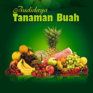 Budidaya Tanaman Buah