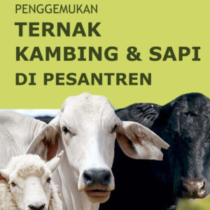 Model Bisnis Usaha Penggemukan Ternak Kambing & Sapi di Pesantren