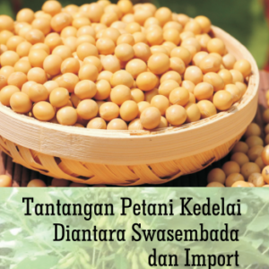 Tantangan petani kedelai diantara swasembada dan import