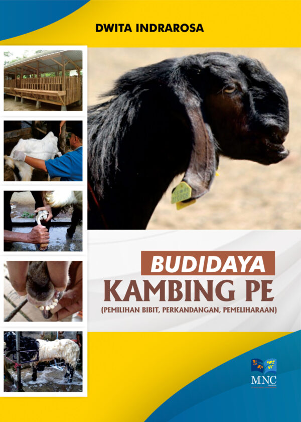 Budidaya Kambing PE (Pemilihan Bibit, Perkandangan, Pemeliharaan)