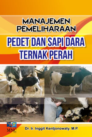 Manajemen Pemeliharaan Pedet dan Sapi Dara